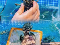 -四川小胡子海鲜(丁村万人海鲜广场店)