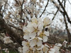 -桃花岛景观公园