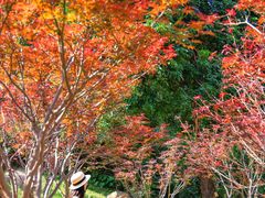 -广州市帽峰山景区