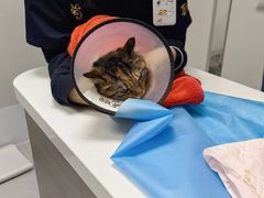 -喜多萌中农锦绣动物医院24H·猫科·牙科MRI·CT