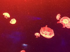 -广东省拱北口岸中国旅行社(华宾营业部)