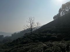 -十八棵（老龙井）御茶园(老龙井店)