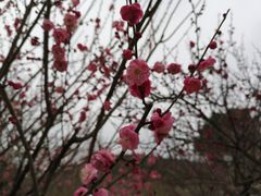-香雪海