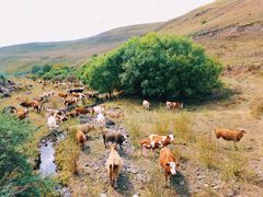 -塞罕坝国家级自然保护区