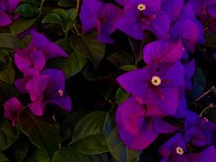 -海底捞火锅(龙湾万达广场店)