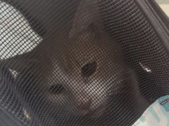 -四月宠物医院·猫专科·心脏专科·内科(转塘店)