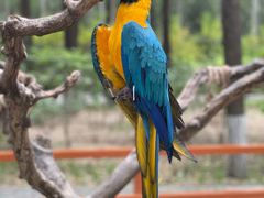 -北京野生动物园