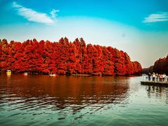 -上海海湾国家森林公园