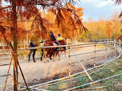 -上海海湾国家森林公园