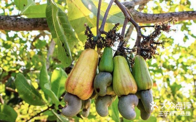 腰果在生物学上属于无患子目,漆树科,腰果