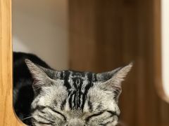 -有喵·猫咖·狗咖·30几只猫10只小狗(岗厦店)