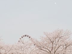 -顾村公园