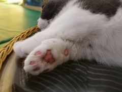 -李小姐の猫咖啡馆(五角场店)
