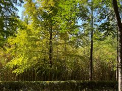 -昆山城市生态森林公园