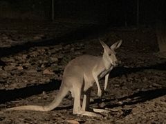 -清迈夜间动物园