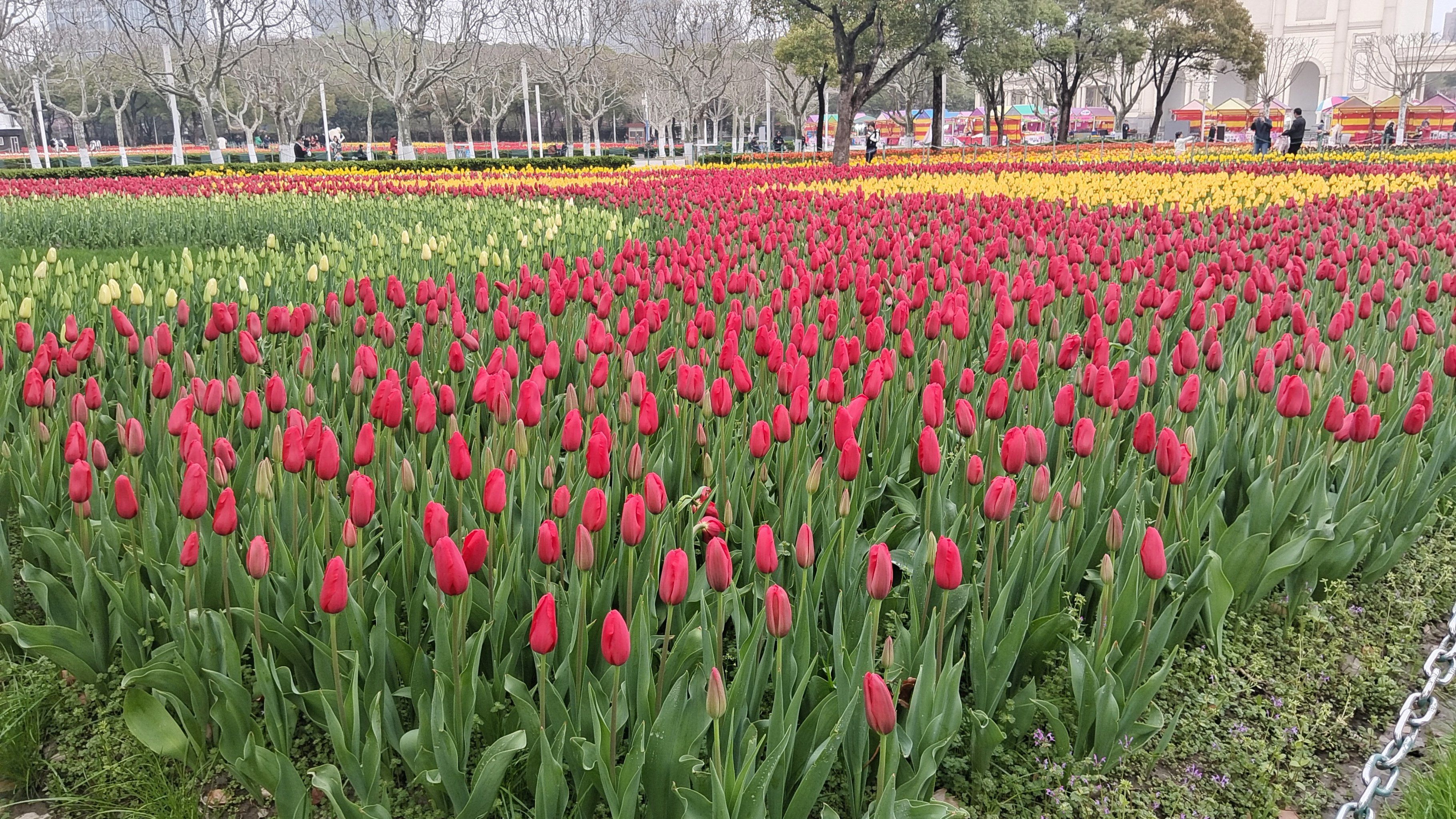 郁金香花海