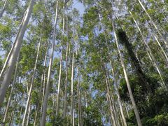 -黄埔油麻山森林公园