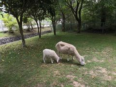 -神户市立六甲山牧场