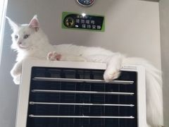 -东方名猫馆·英短金渐层布偶猫舍(环线广场1号楼店)