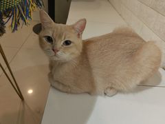 -平行世界·猫咖(首经贸店)