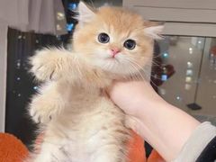 -欣宠猫屋·矮脚拿破仑·蓝金金渐层