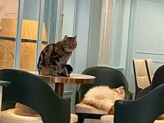 -遇见羊驼·奶狗咖·布偶猫咖·法斗柯基柴犬阿拉斯加(春熙路太古里IFS店)
