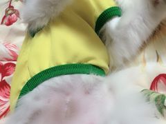 -瑞派宠物医院·24小时骨科·心脏·核磁(哈尔滨南岗店)