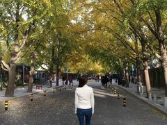 -三里屯东五街银杏大道