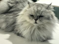 -安格丽娜·狗咖·猫咖羊驼咖(春熙路百盛商场店)
