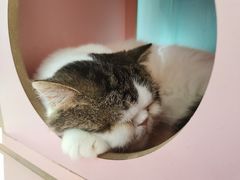 -猫小院猫主题餐厅(三里屯店)