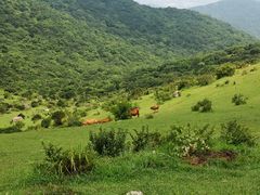 -大姆山草场