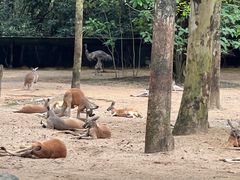 -广州长隆野生动物世界