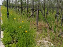 -嘉北郊野公园北游客中心-地上停车场