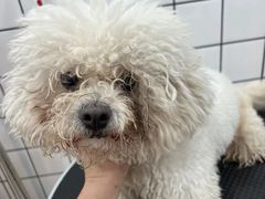 -BABYDOG宝贝狗宠物乐园(欧洲城店)