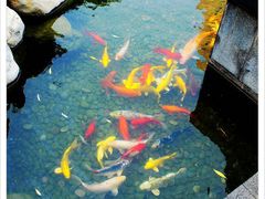 -AZUR聚(香格里拉饭店)