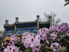 -蓬莱阁景区