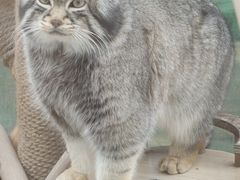 -青藏高原野生动物园