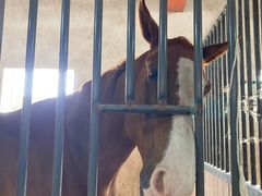 -北京群众马术培训基地