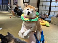 -逗柴咖啡屋·狗咖猫咖宠物桌游