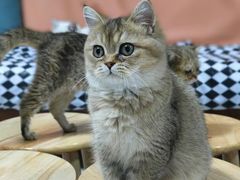 -名猫咖啡馆·撸猫·拼豆