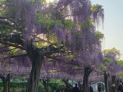 -嘉定紫藤园