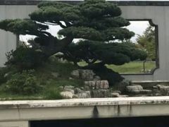 -盆景园(扬州大运河文化旅游度假区)