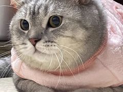 -萌宠之家·腊肠犬·马尔泰·小体犬舍
