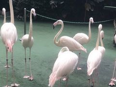 -新加坡飞禽公园