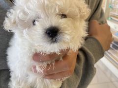 -宠爱多约克夏马尔济斯泰迪小型犬专卖