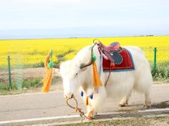 -青海湖国家重点风景名胜区