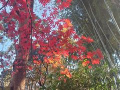 -秋霞圃