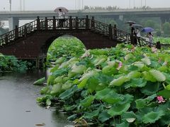 -荷塘月色湿地公园·向阳花洲