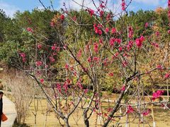 -神光山国家森林公园