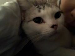 -猫大福·Fortune Cat猫舍(百子湾店)